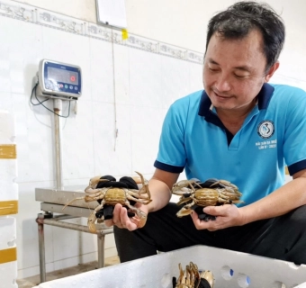 Cà Mau bác thông tin xuất khẩu cua gián đoạn do gặp khó vận chuyển