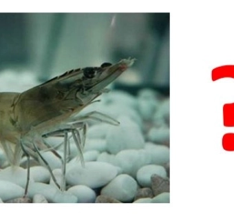 MỘT SỐ CÂU HỎI THÚ VỊ VỀ TÔM