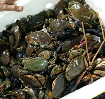 Thủ Tục Xuất Khẩu Cua Sống, Cua Cà Mau