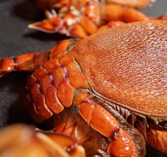 Tổng hợp 10 loại cua biển ăn được siêu ngon