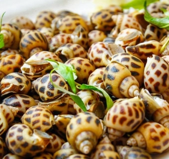 Mách bạn cách chọn và bảo quản ốc hương luôn tươi ngon