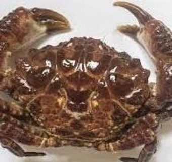 Cách nhận biết những loại cua biển có độc ở Việt Nam